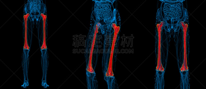 股骨,三维图形,骨骼,绘画插图,健康保健,坐骨,趾骨,腓骨,髌骨,骨盆