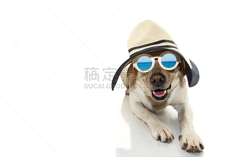 狗 海滩 海滩度假 拉布拉多犬 帽子 幽默 日光浴 热 老年男人 晒黑图片素材下载 稿定素材