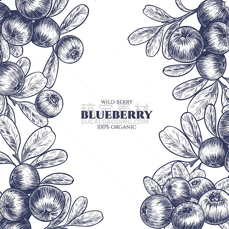 边框,蓝莓,矢量,菜单,清新,背景分离,食品,环境保护,浆果,熟的
