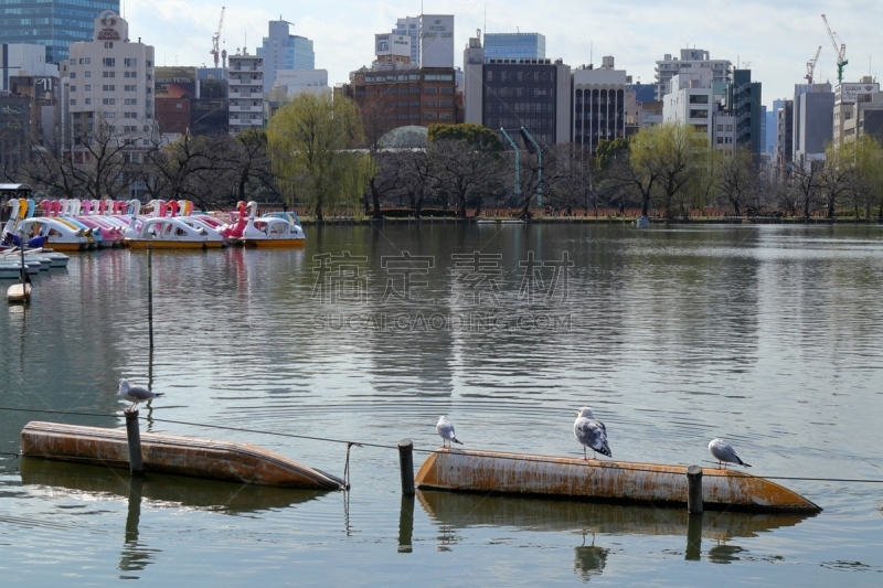 日本,东京,风景,上野公园,城市生活,云,公园,色彩鲜艳,著名景点,鸟类