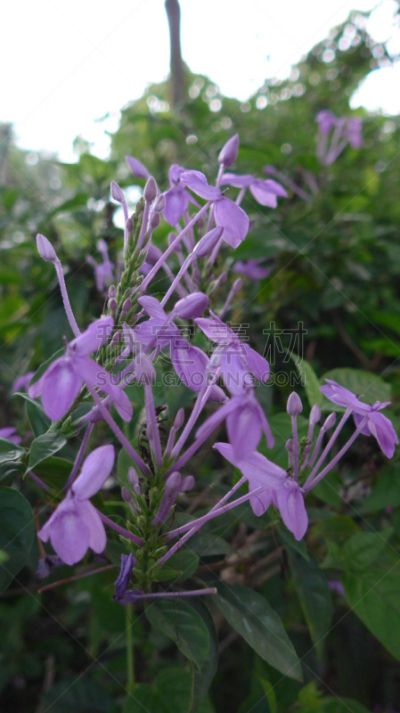 醉蝶花,spider plant,白花菜科,垂直画幅,温带的花,无人,符号,户外,特写,仅一朵花