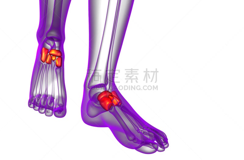 健康保健,三维图形,骨骼,插画,楔骨,骰骨,跎骨,跗骨,趾骨,人类骨架