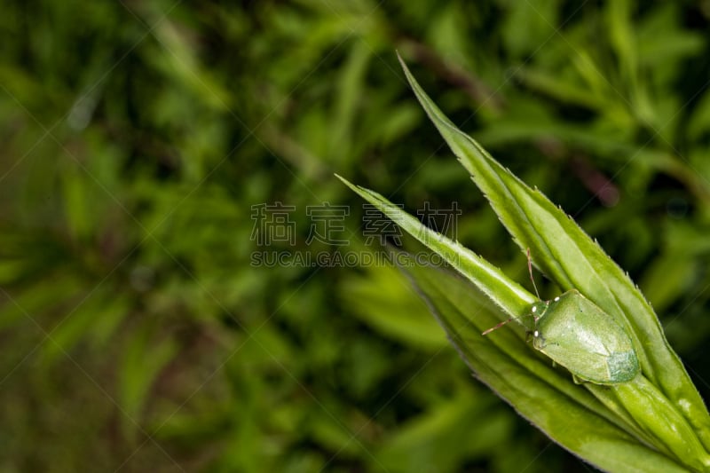 特写,甲虫,昆虫,大特写,绿色,自然,水平画幅,无人,夏天,户外