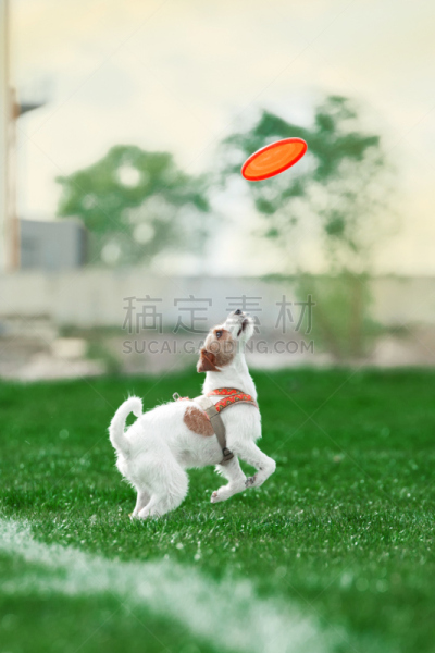 塑胶,狗,正下方视角,小的,disk,垂直画幅,杰克拉瑟短腿犬,梗犬,夏天,户外