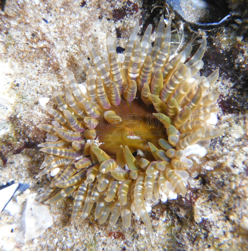 银莲花,紫色海葵,巨大的,宝石海葵,紫色大海葵,有触角海葵,聚合海葵,游动孢子,颊的,六放珊瑚