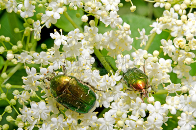 甲虫,玫瑰,水平画幅,绿色,无人,残酷的,金属,白色,goliath beetle,金属质感