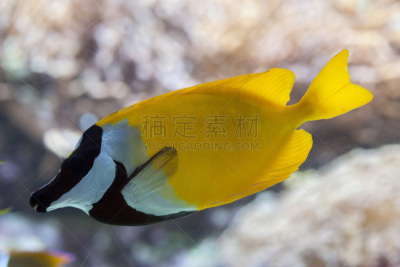 狐面河豚,河豚,鳍刺类鱼,大堡礁,鲈形目,水,水平画幅,无人,水下,野外动物