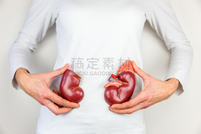模型,女人,肾脏,切片食物,拿着,水平画幅,人类肾脏,纯净,科学