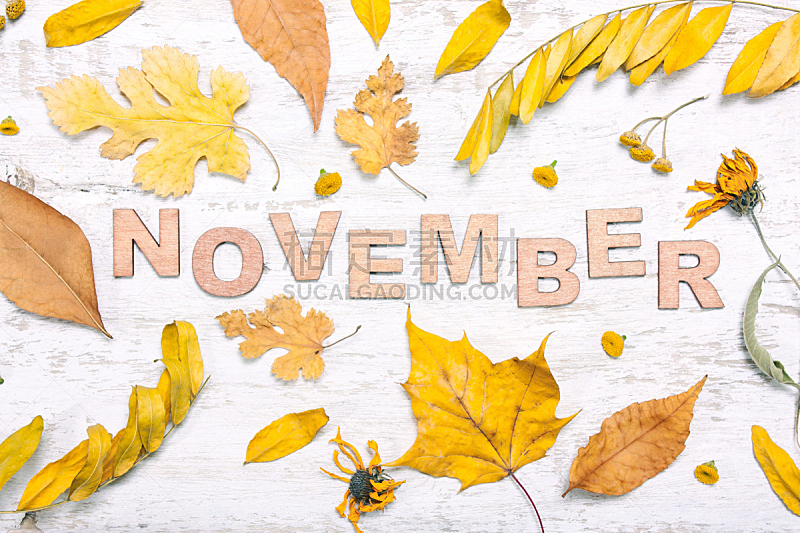 十一月,单词,叶子,黄色,美,褐色,水平画幅,无人,九月,特写
