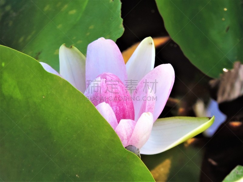 荷花,池塘,日本食品,公园,柔和色,奥扎特公园,大自然保护协会,开花植物,自然的窗子,百合花