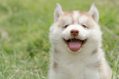 小狗,西伯利亚哈士奇犬,动物舌头,雪橇犬,美,褐色,动物嘴,寻回犬,水平画幅,进行中