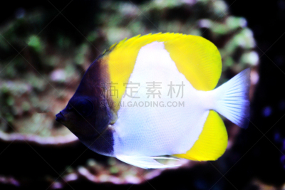 黄色,锥形蝴蝶鱼,生物学,杂食动物,海洋生命,热带气候,野生动物,环境,动物,三色刺蝶鱼