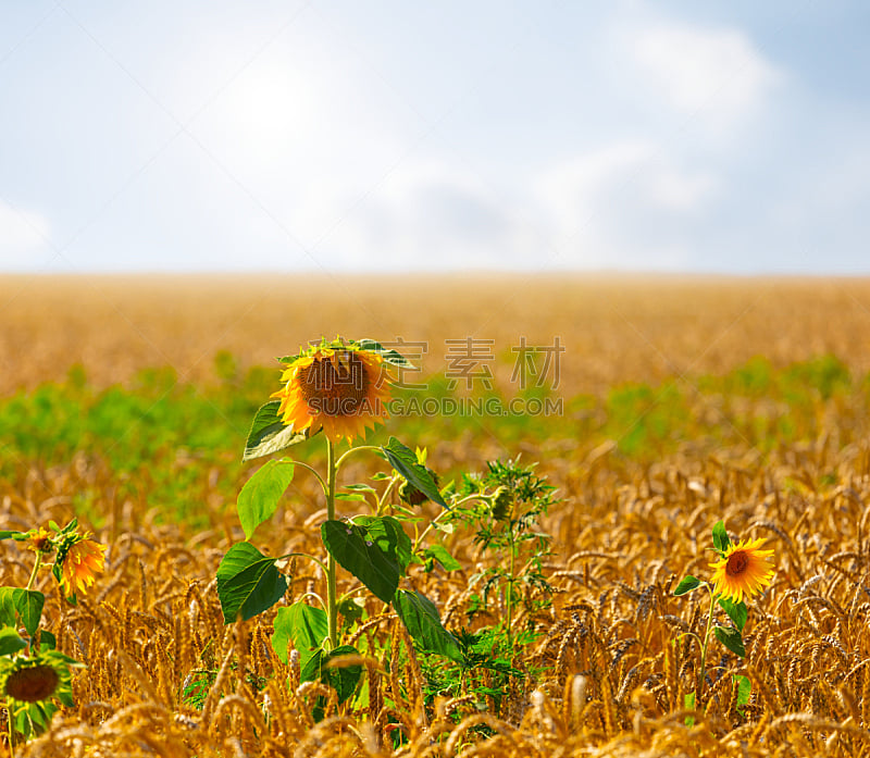 向日葵,夏天,寂寞,小麦,田地,农业,热,大麦,野生动物,环境