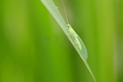 两翼昆虫,lacewing,脉翅目,蚜虫,水平画幅,幼虫,无人,苗条,生物学,昆虫