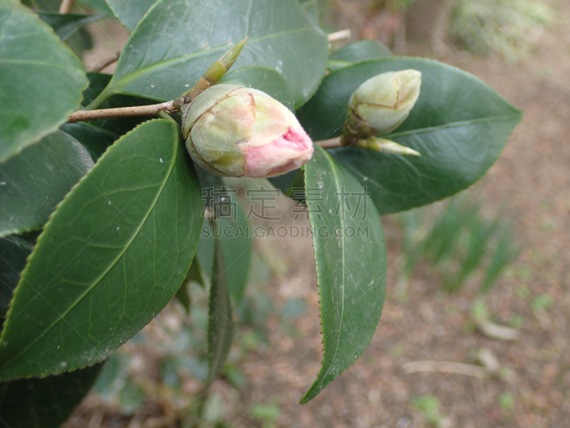 茶花,花蕾,松山,爱媛县,水平画幅,日本,户外,红色,春天,植物