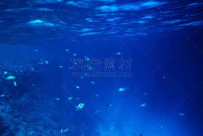 水下,鱼类,色彩鲜艳,岩生豆娘鱼,斑马鱼,软珊瑚,桑吉巴尔,热带淡水鱼,浮潜,水肺潜水