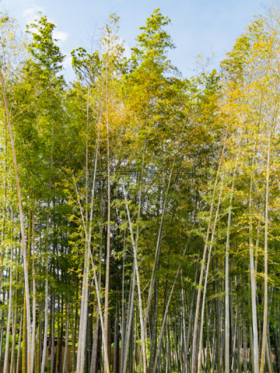 仓敷,风景,竹林,冈山县,日本,居住区,旅途,云,枝繁叶茂,植物