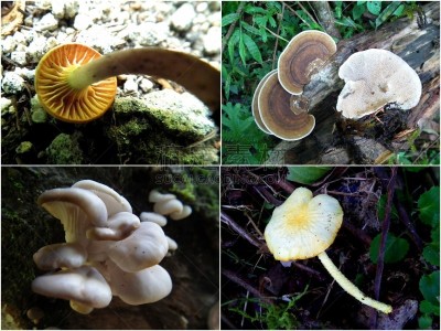 真菌,多样,水果,ventral surface,crimini mushroom,背鳍,真菌学,寄生的,蒙太奇