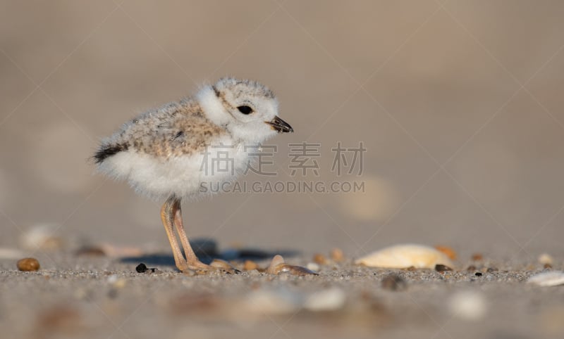 鸻,自然,濒危物种,野生动物,笛鸻,图像,美国,小的,动物,鸟类