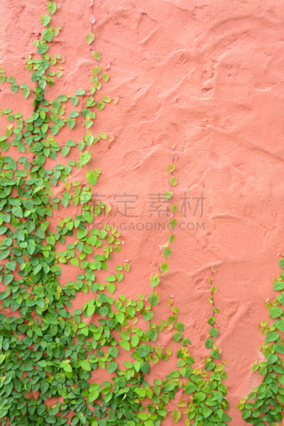 常春藤,有蔓植物,粗糙的,混凝土墙,彩色图片,爬行无花果,无花果树,垂直画幅,墙,无人