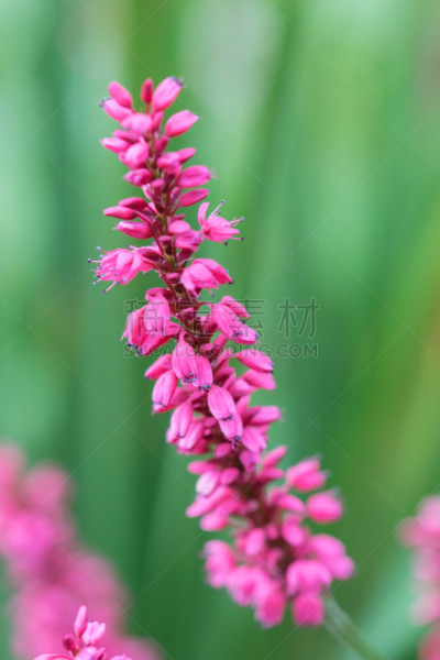 紫色,垂直画幅,美,留白,无人,夏天,户外,特写,箭木,花束