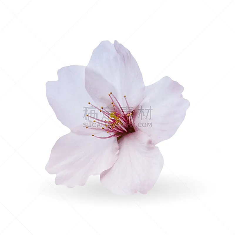 樱花 分离着色 樱之花 白色背景 新的 樱桃 特写 明亮 花蕾 白色图片素材下载 稿定素材