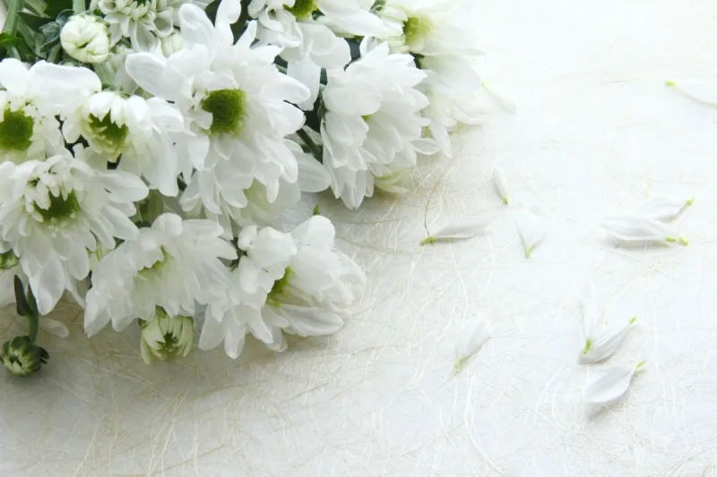 菊花白色 菊花白色图片 菊花白色素材下载 稿定素材