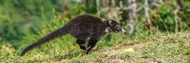 长鼻浣熊,白色,可爱的,环尾狐猴,杂食动物,热带气候,野生动物,肖像,环境,迅速