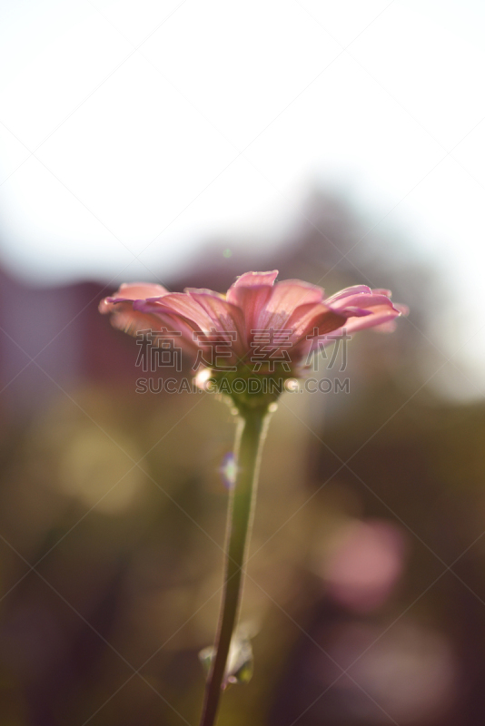 仅一朵花,鱼尾菊,垂直画幅,美,夏天,特写,明亮,白色,植物,光