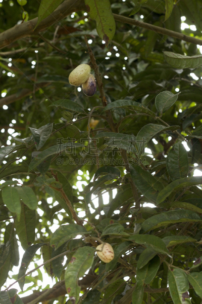 李树,野生植物,金沙萨,中部非洲,未成熟的,垂直画幅,无人,热带雨林,户外,植物