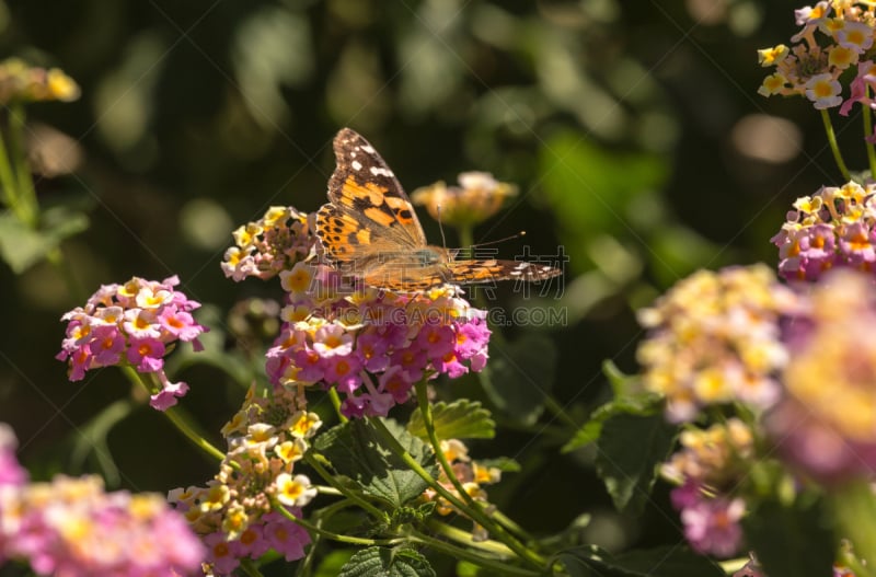 Painted Lady Butterfly (Vanessa cardui)