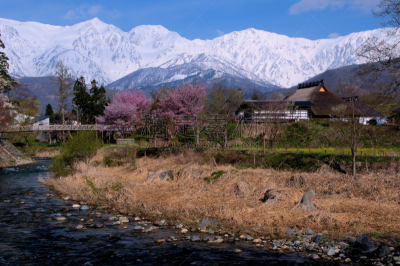 山,白马岳,水平画幅,樱花,雪,长野县,无人,日本阿尔卑斯山脉,户外,仅一朵花