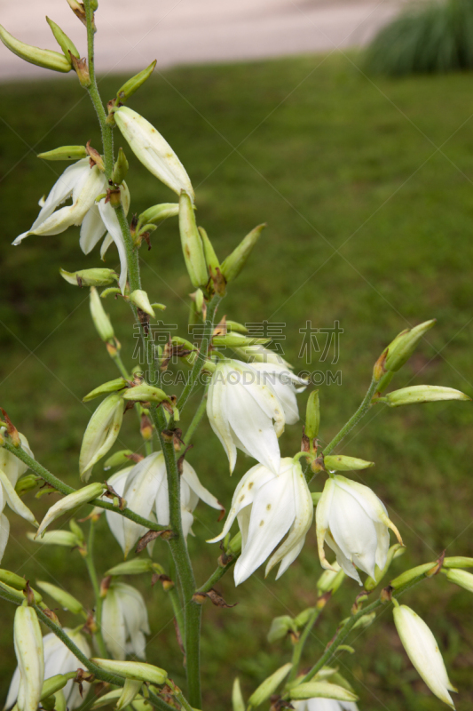 玉簪属植物,自然,垂直画幅,白色,植物,绿色,无人,特写,自然美,花