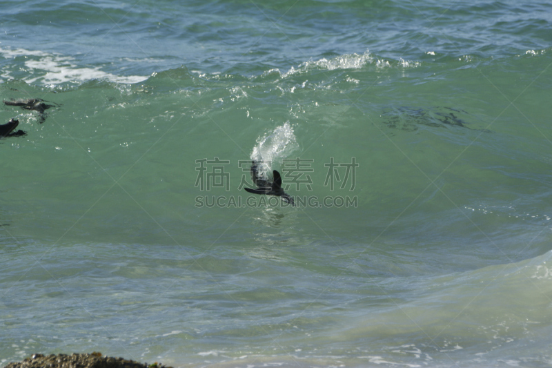 博得斯海滩,非洲企鹅,南非,福尔斯湾,西蒙斯敦,开普半岛,南非桌山,开普敦,濒危物种,西开普省