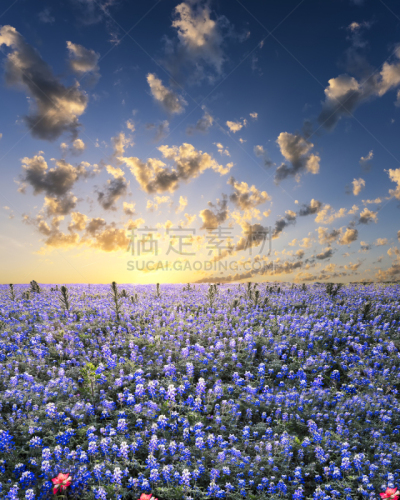矢车菊,得克萨斯州山丘郡,弗雷德里克斯堡,火焰草属,野花,德克萨斯,垂直画幅,天空,无人,户外