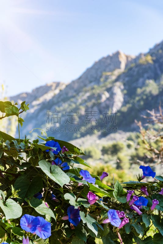 sierra de tramuntana,开花植物,环境,植物,夏天,户外,天空,晴朗,山脉