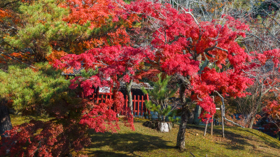 园林,东大寺,前面,灵性,公园,水平画幅,无人,九月,户外,植物