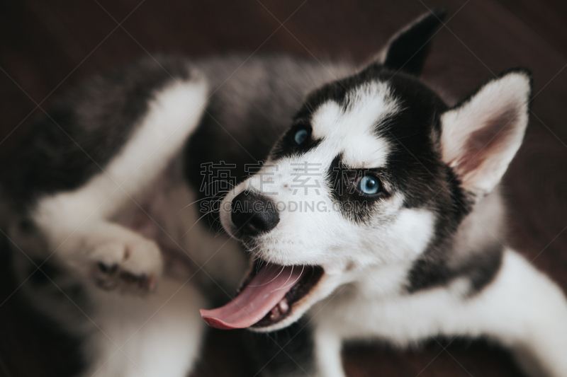 西伯利亚哈士奇犬,小狗,russell,动物耳朵,雪橇犬,美,水平画幅,进行中,智慧,动物身体部位