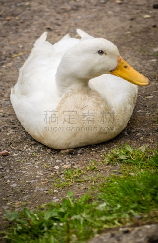 鸭子,自然,垂直画幅,野生动物,枝繁叶茂,小的,生物,鸟类,户外,草