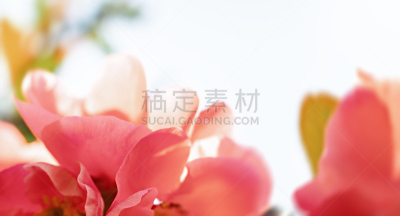 日本,温柏,皱皮木瓜,色彩鲜艳,小的,春天,蔷薇科,3到4个月,植物,背景