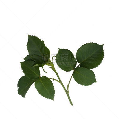 绿色,玫瑰,白色,叶子,分离着色,自然,水平画幅,无人,嫩枝,荆棘