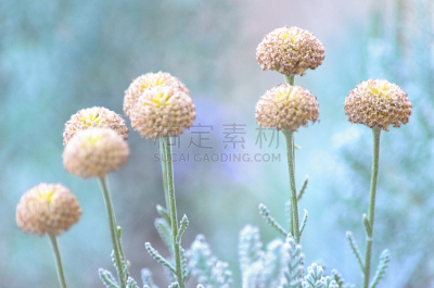 神圣亚麻,灌木,花头,特写,灰色,芳香的,枯萎的,熏衣草,棉花,银色