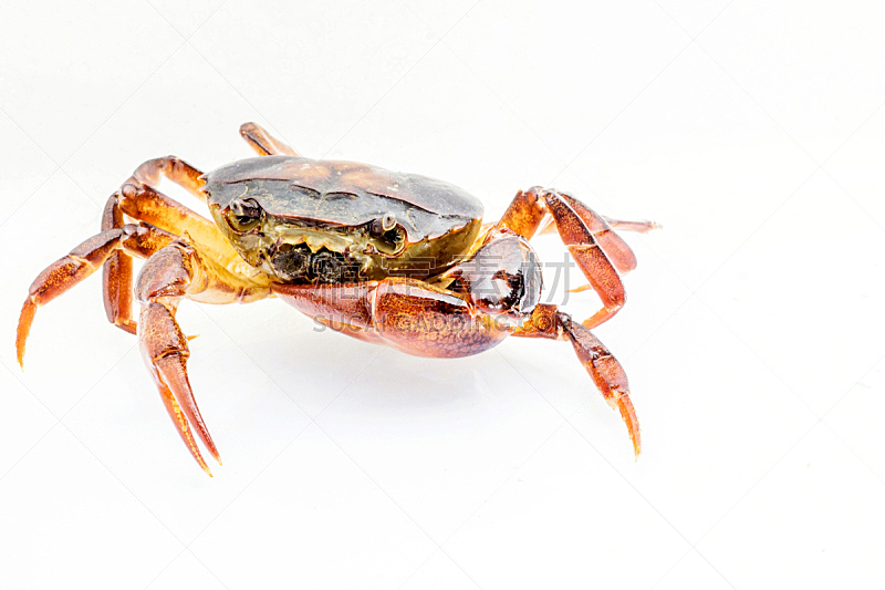 螃蟹,泰国,白色背景,淡水蟹,分离着色,水平画幅,生食,膳食,海产,动物身体部位