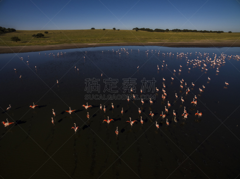 火烈鸟,一群鸟,生理盐水,健康保健,海洋生命,防水长靴,野生动物,动物腿,动物群,无人机