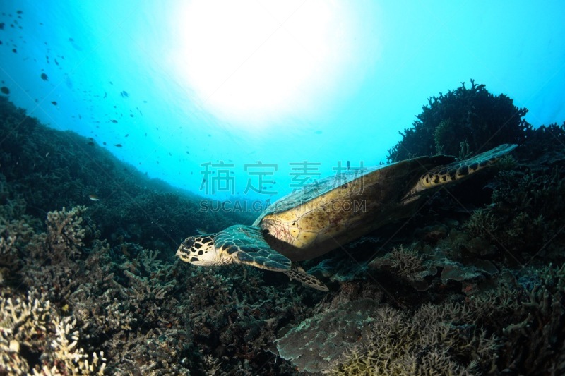 水下,帕劳,海洋生命,热带气候,野生动物,密克罗尼西亚,海龟,生物,动物,礁石