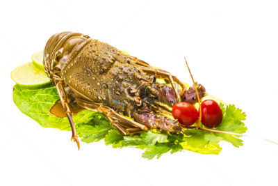 大螯虾,生食,龙虾,无脊椎动物,饮食,水平画幅,无人,蓝色,海产,背景分离