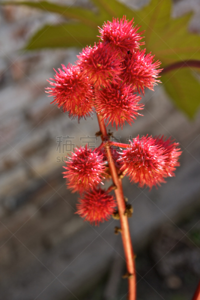 农作物,植物,蓖麻油,垂直画幅,红色,绿色,无人,有毒生物体,嫩枝,种子