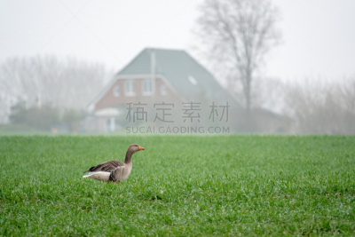 灰色,雁属,田地,绿色,运动,肖像,鹳,哺乳纲,草,鸟类