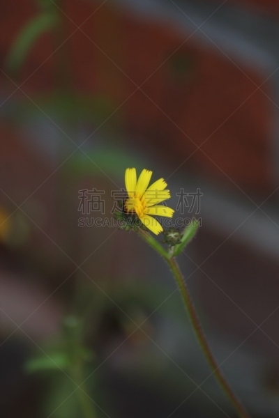 hawks beard,粗糙的,选择对焦,美,褐色,水平画幅,无人,21世纪,户外,图像