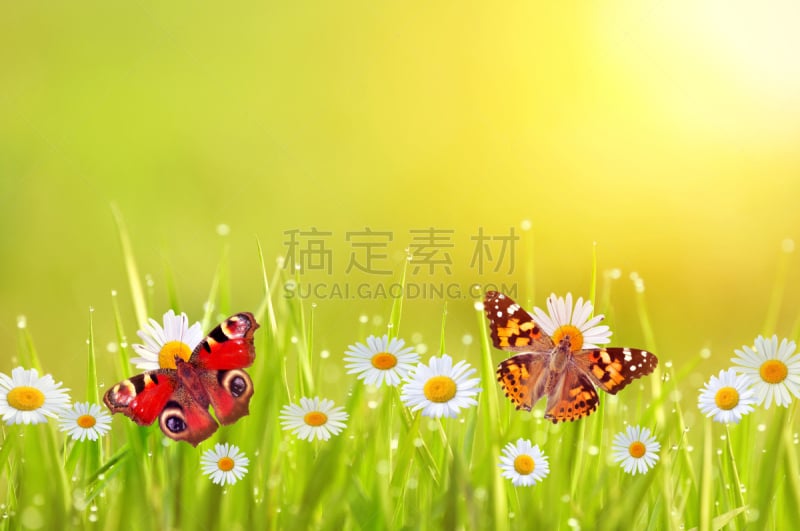 蝴蝶,草坪,雏菊,留白,水平画幅,紫苑,早晨,甘菊花,户外,草